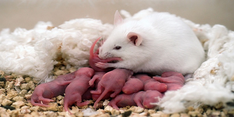 Mơ thấy chuột đẻ con là minh chứng của cuộc sống không ổn định