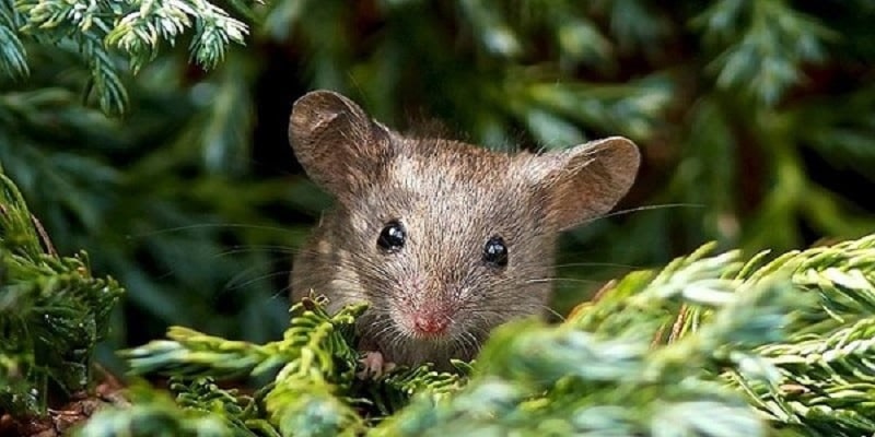 Lý do tại sao chúng ta lại chiêm bao thấy chuột