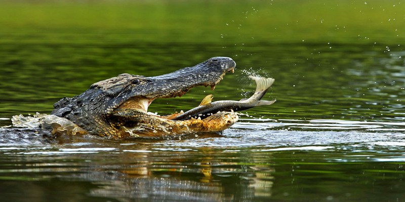 Giấc mơ cá sấu đang đuổi theo con mồi điềm báo tốt