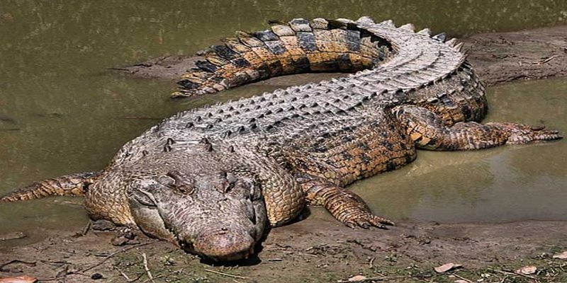 Nằm mơ thấy cá sấu thể hiện điềm báo không tốt