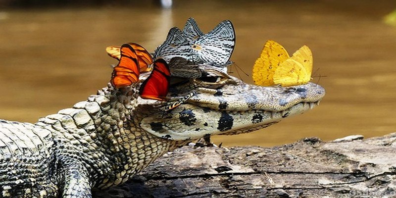Mỗi một chiêm bao về cá sấu thường gắn liền nhiều con số