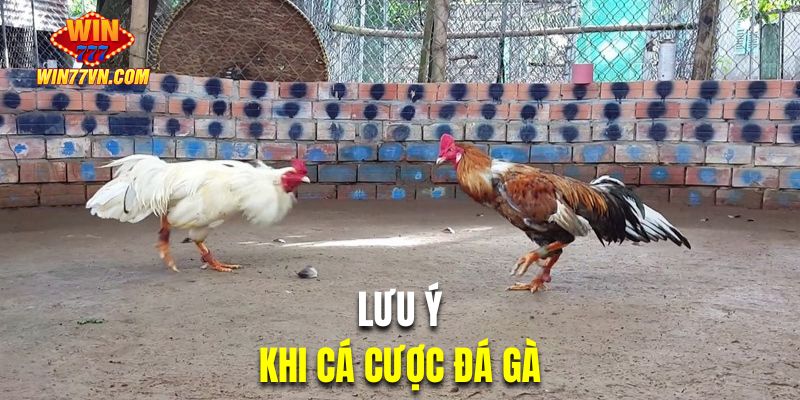 Tổng hợp lưu ý quan trọng khi cá cược đá gà